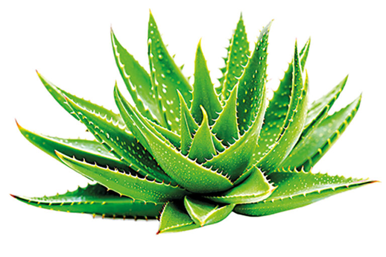 Aloe pokožku nejen hojí, ale také zpevňuje.