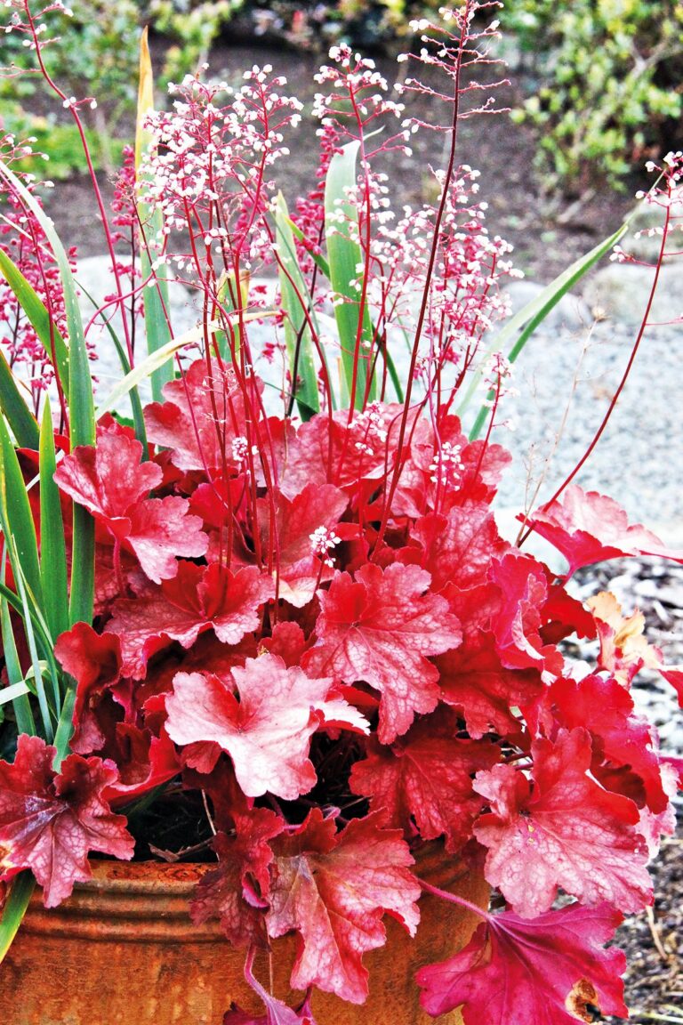 Nádherné trvalky: Dlužicha (Heuchera)