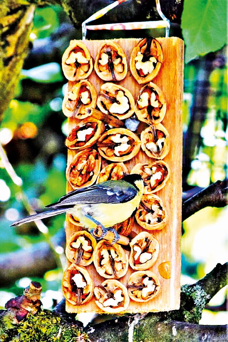 Na kousek dřeva můžete tavnou pistolí přilepit ořechy.