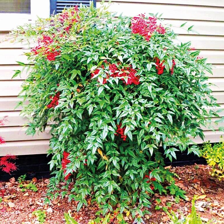 Nandina domácí se v českých zahradách teprve zabydluje, ale určitě si ji zamilujete.