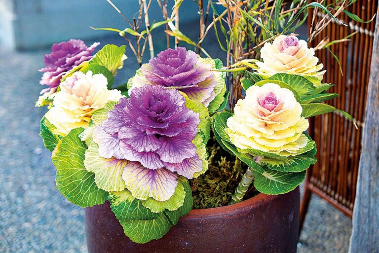 Osvědčená klasika: Okrasné zelí (Brassicaoleracea var. Acephala)