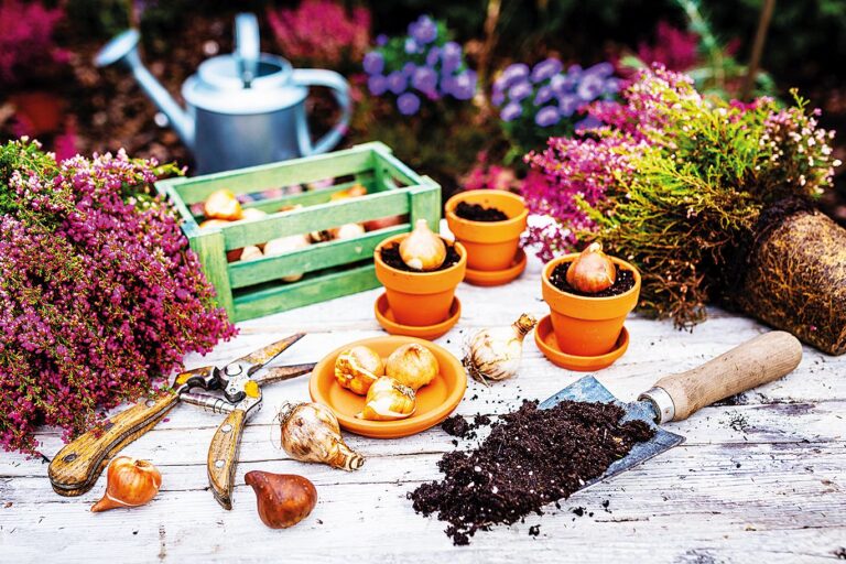 Právě nyní je vhodný čas na výsadbu jarních cibulovin a trvalek.