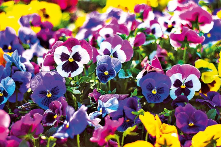 Osvědčená klasika: Violka zahradní (Viola wittrockiana)