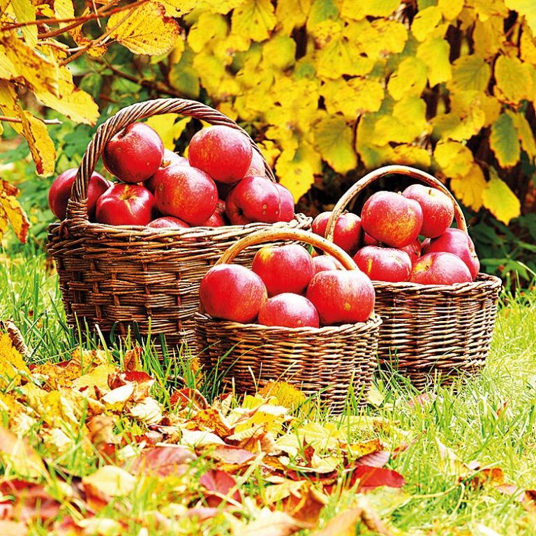 Podzim voní sám o sobě. Dozrávající ovoce na stromech, spadané listí, ale stejně tak i bylinky, které se dají i teď stále sklízet.