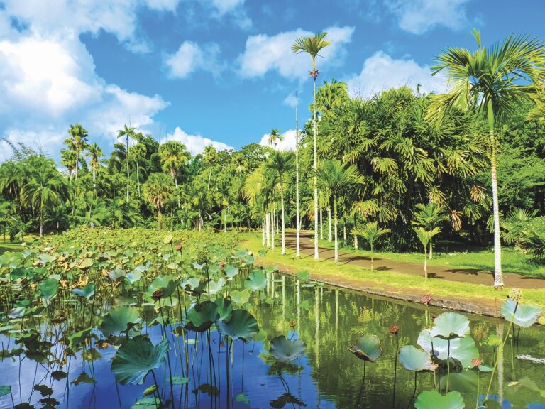 Botanická zahrada Pamplemousses vás ohromí, a to zdaleka nejen obřími lekníny.