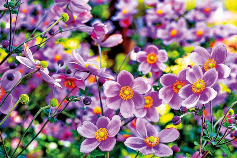 Hvězdy podzimu: Japonské sasanky