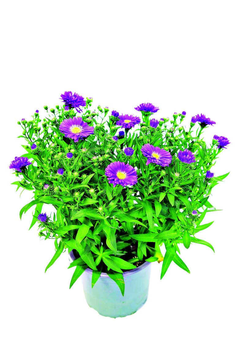 Z podzimních druhů lze zmínit například hvězdnici novoanglickou.