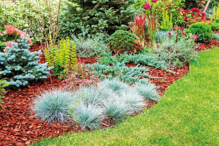 Nádherné trvalky: Kostřava stříbrná (Festuca glauca)