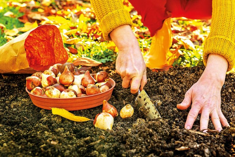Pokud vám přijde, že vám zahrada letos moc nekvetla, určitě si vzpomeňte na jarní cibuloviny.