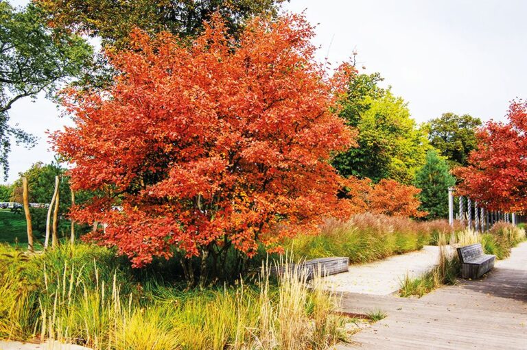 Muchovník Lamarckův je velice výrazný a stane se ozdobou každé zahrady.