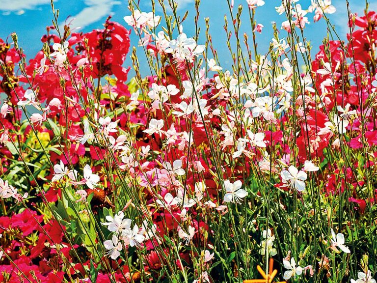 Hvězdy podzimu: Svíčkovec Lindheimerův