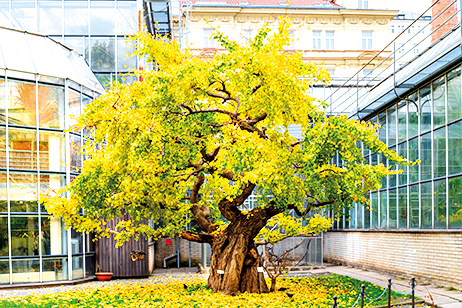 Botanická zahrada nabízí úžasný klid.