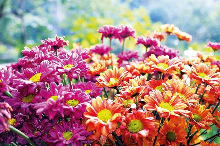 Osvědčená klasika: Chryzantéma (Chrysanthemum)