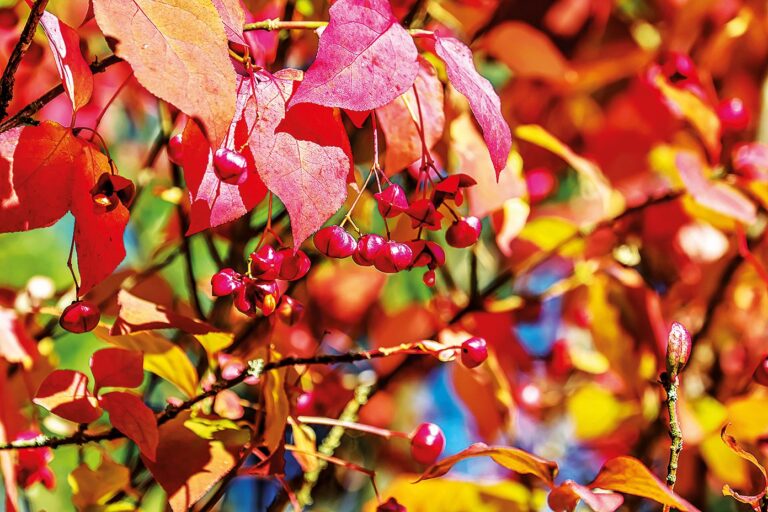 Krásně růžové listy brslenu evropského vás nadchnou.