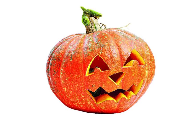 Naprostou většinu tykví každý rok čeká stejný osud - halloween.