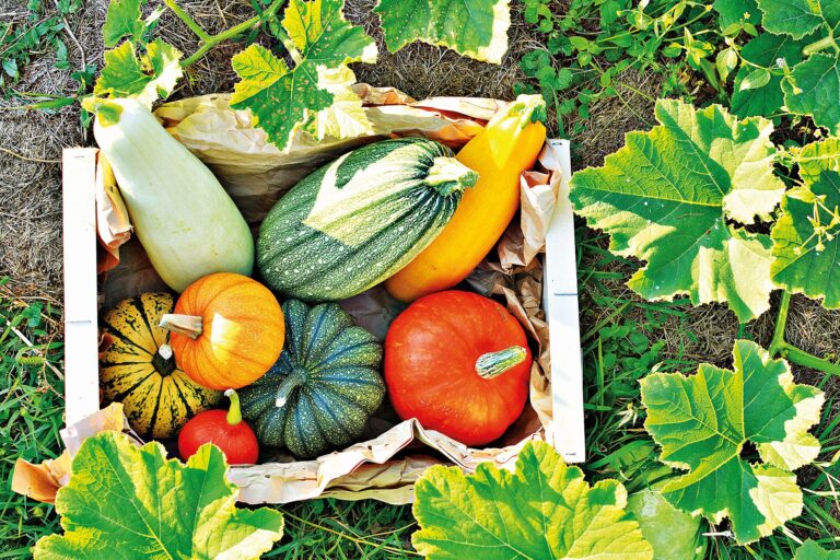 Čas pestrobarevných tykví: Sytě oranžové, žluté, zeleně žíhané nebo také čistě bílé.