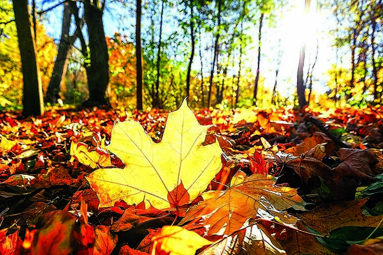 Spadané listy k rituálům upotřebíte.