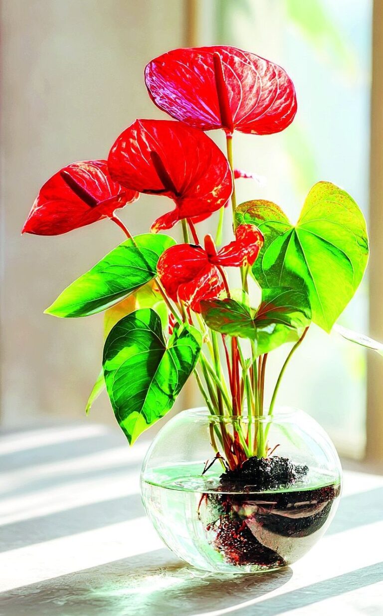 Nic se nesmí uspěchat, předjaří je pro pokojovky zatěžkávací zkouškou.