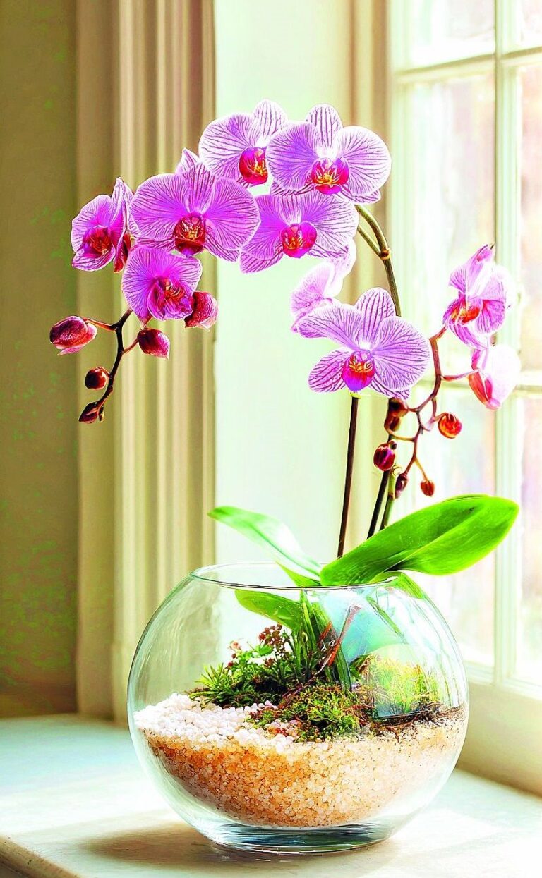 Pokojové orchideje je nutné pěstovat ve speciálním substrátu.