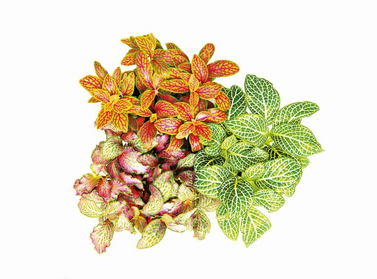 Fittonia potted houseplant colorful mix flower view from above isolated on white background