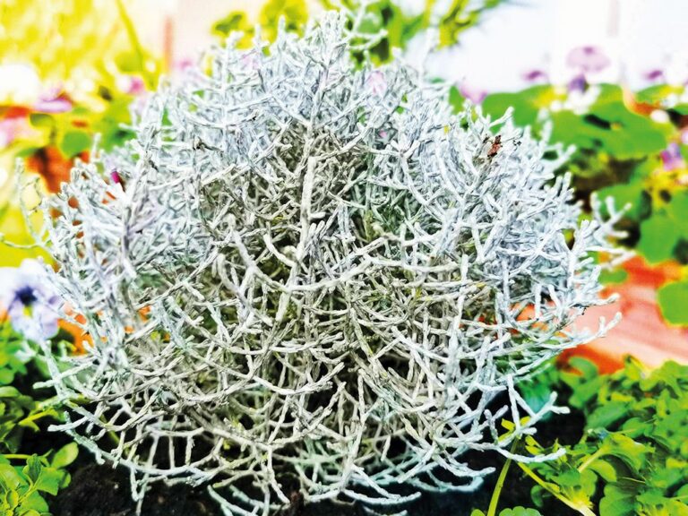 Sváteční balkonovky - Drátovec krásnohlávek (Calocephalus brownii)