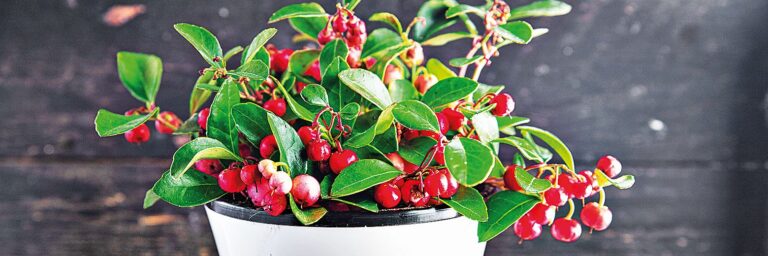 Sváteční balkonovky - Libavka (Gaultheria procumbens)