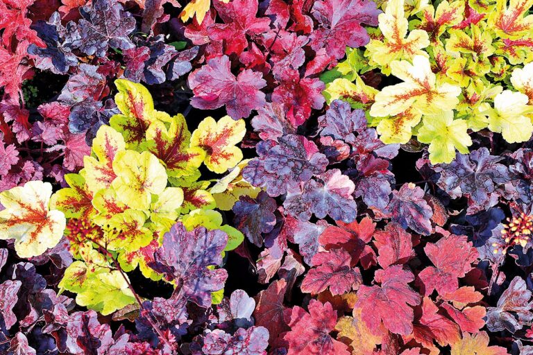 Sváteční balkonovky - Dlužicha (Heuchera sp.)