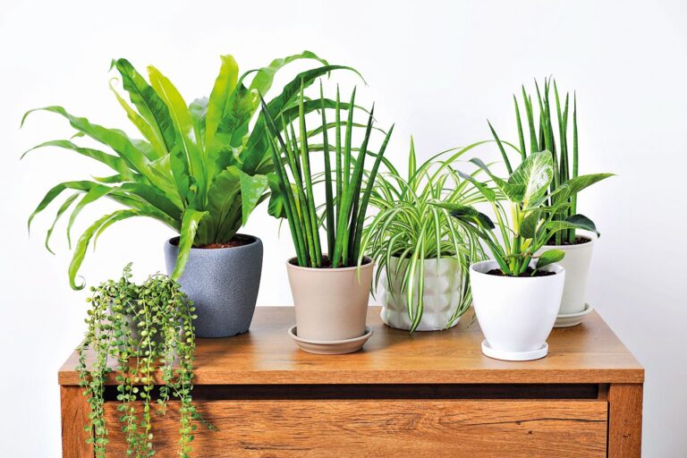 Pro někoho je to ten nejlepší tichý společník, který ozelení místnost.