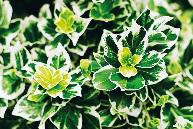 Sváteční balkonovky - Brslen Fortuneův (Euonymus fortunei)