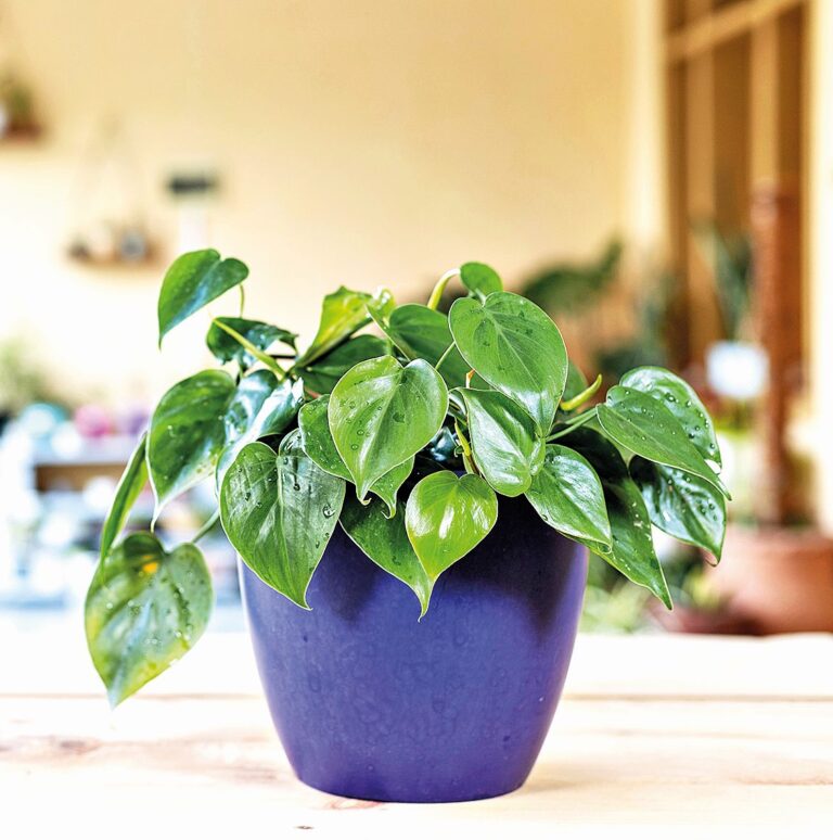 Filodendron (Philodendron)