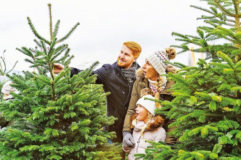 Výběr vánočního stromku na mnoho dní zaměstná celou rodinu.