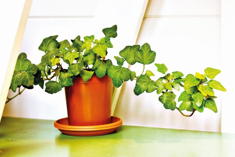 Sváteční balkonovky - Břečťan popínavý (Hedera helix)