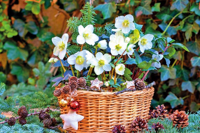 Sváteční balkonovky - Čemeřice černá (Helleborus niger)