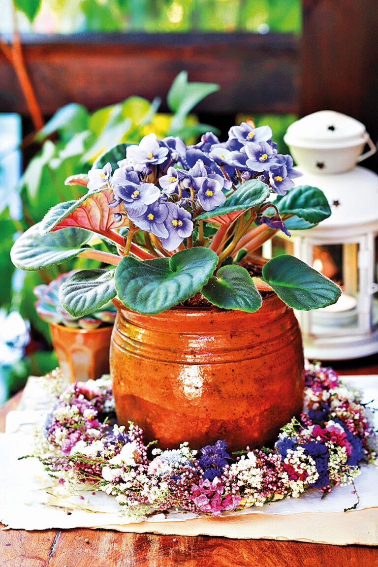 Africká fialka by u milovníků krásných květů rozhodně neměla chybět.