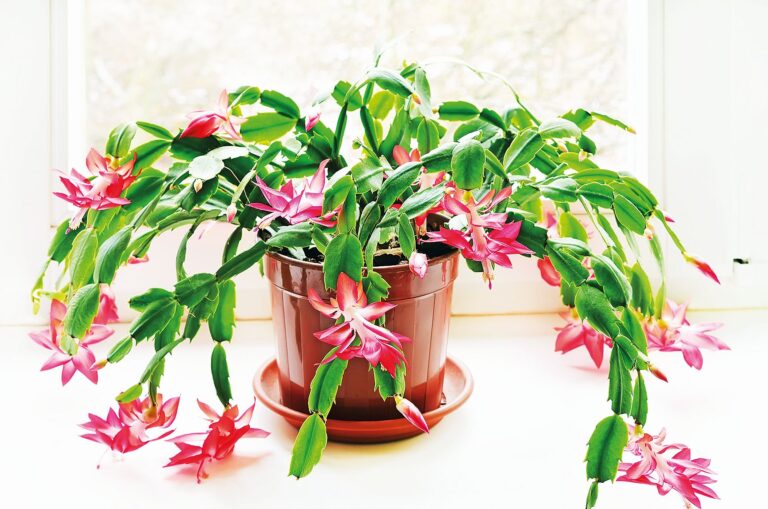 Vánoční kaktus dobře prospívá i bez hnojení.