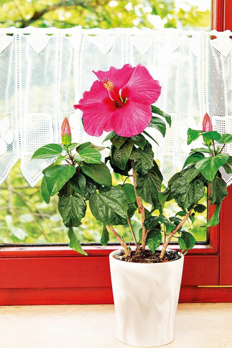 Ibišek se pyšní velkou škálou krásně barevných květů.