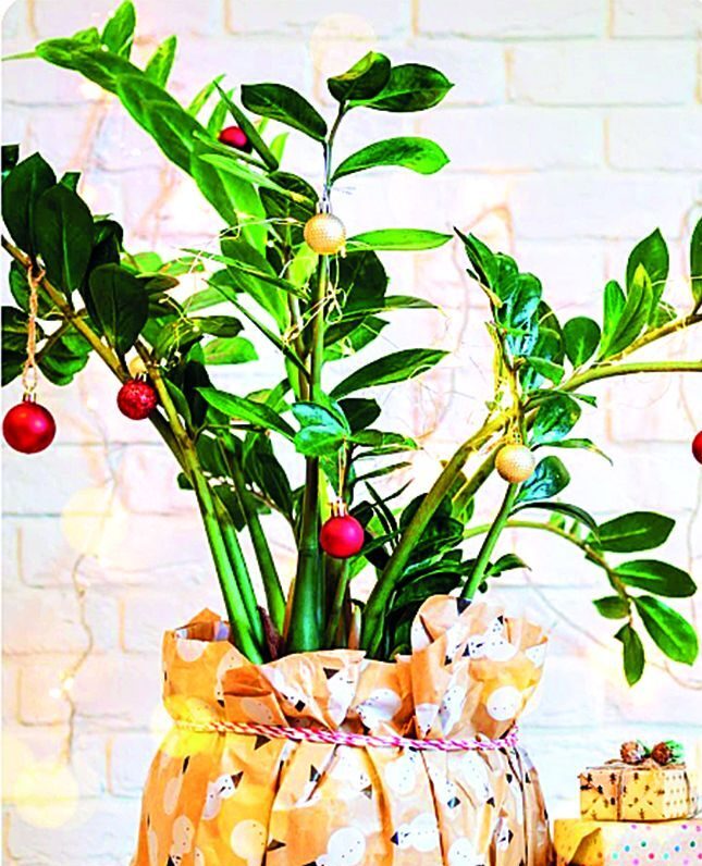 Pokud si na stromky moc nepotrpíte, můžete si ozdobit pokojovku.