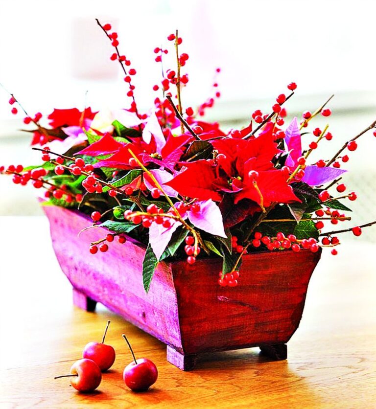 Vánoční pokojovky - pryšec nádherný, vánoční hvězda (Euphorbia pulcherrima)