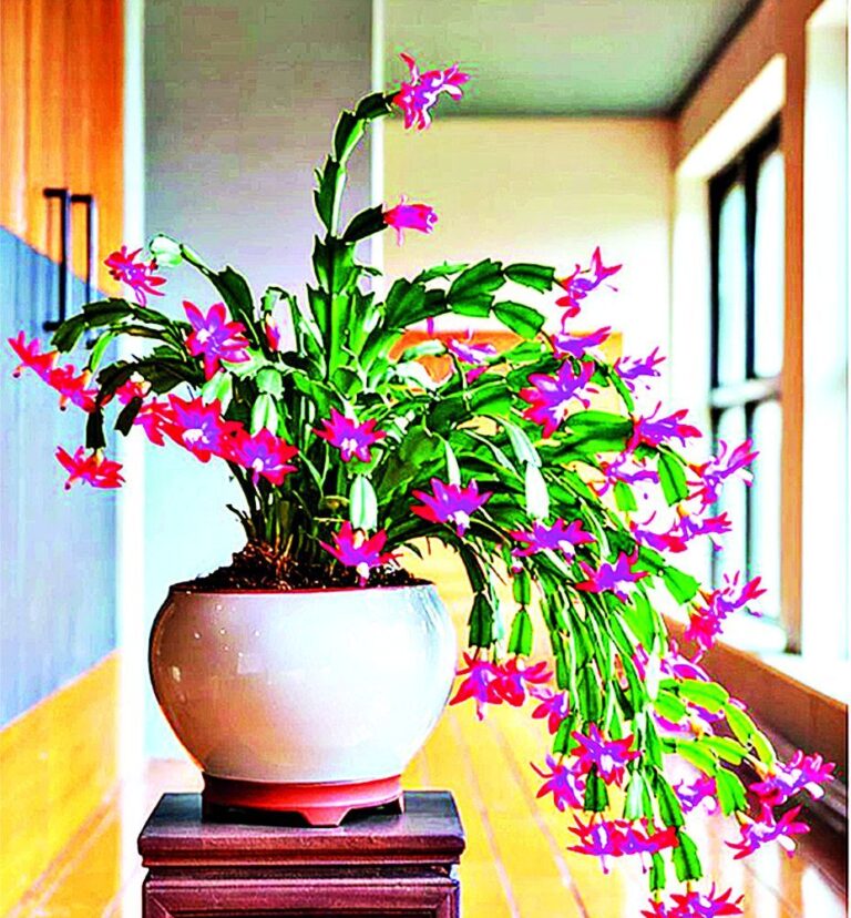 Vánoční pokojovky - Vánoční kaktus (Schlumbergera truncatus)