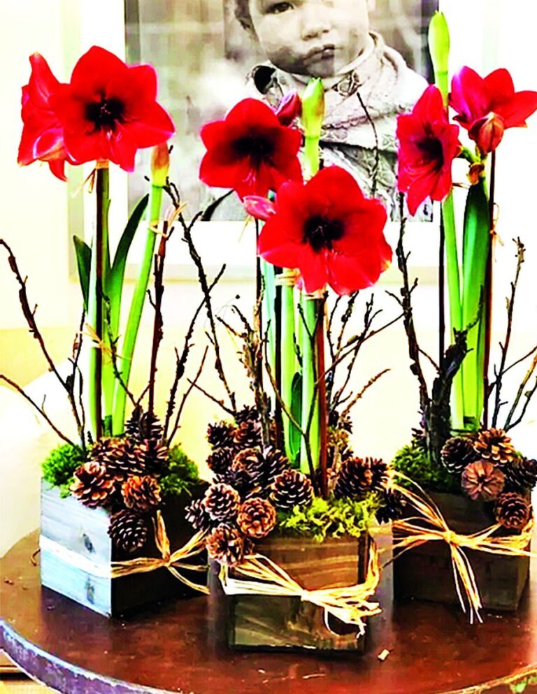 Vánoční pokojovky - Hvězdník (Hippeastrum rutilum)