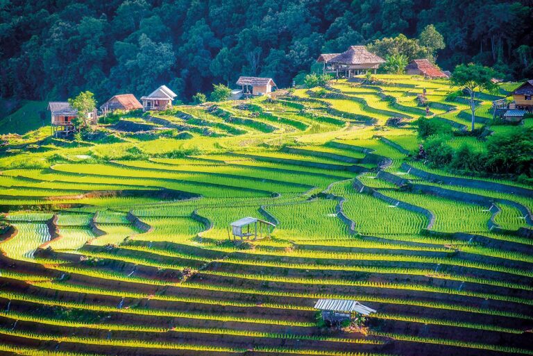 Chiang Mai: Rýže se tu jí ráno, v poledne i večer. Rýžová políčka jsou všude jako v Evropě vinice.