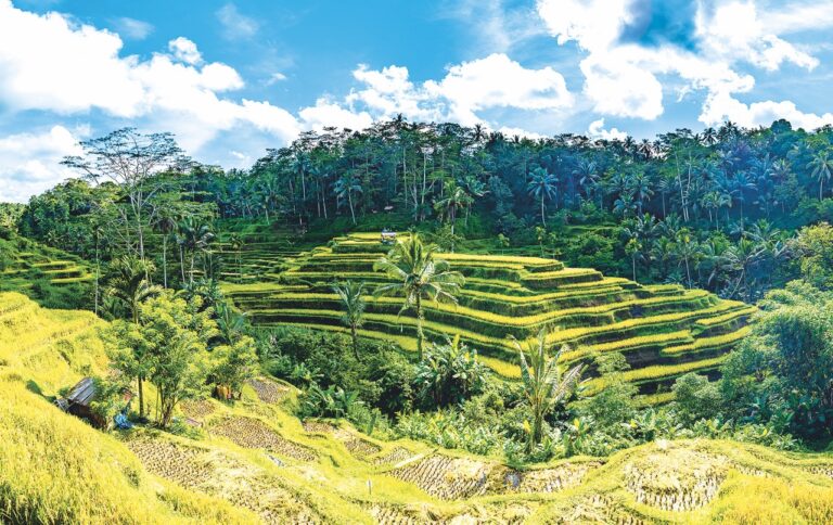 Nekonečná svěží zeleň, to jsou rýžová pole Tegallalang.