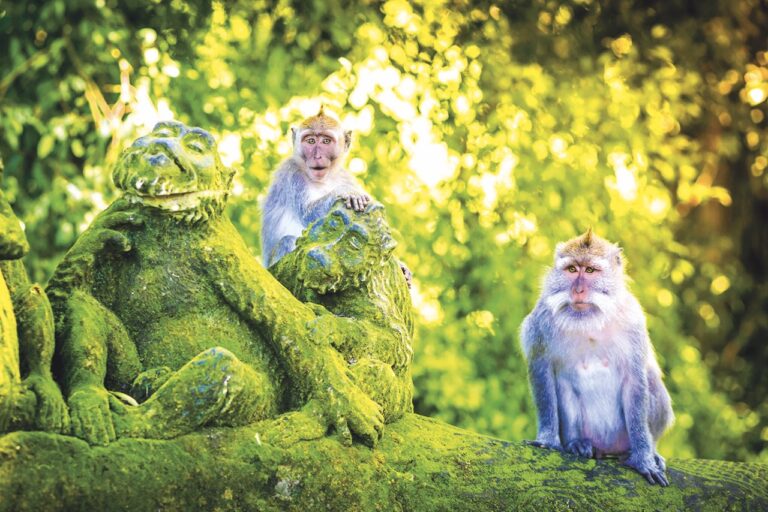 Velké turistické lákadlo představuje Opičí les.