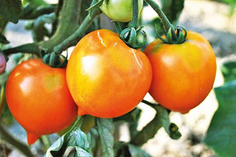 Zajímavé odrůdy tyčkových rajčat: Dívčí prs - stará odrůda, žluté plody.