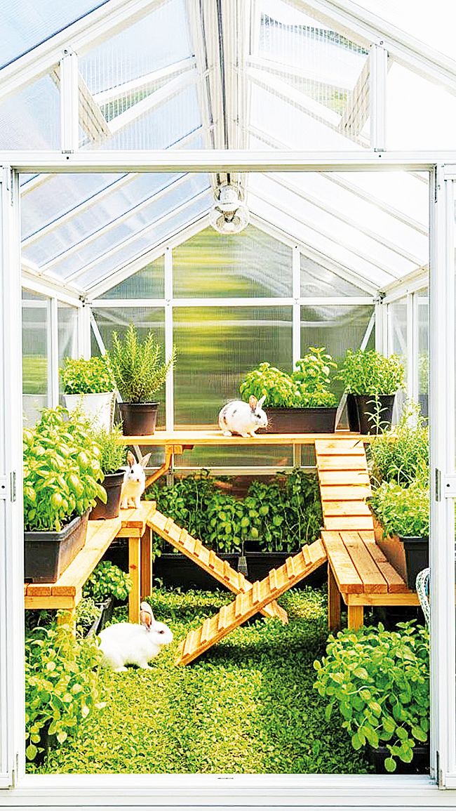 Takovou malou králíkárnu můžete udělat klidně ve skleníku.