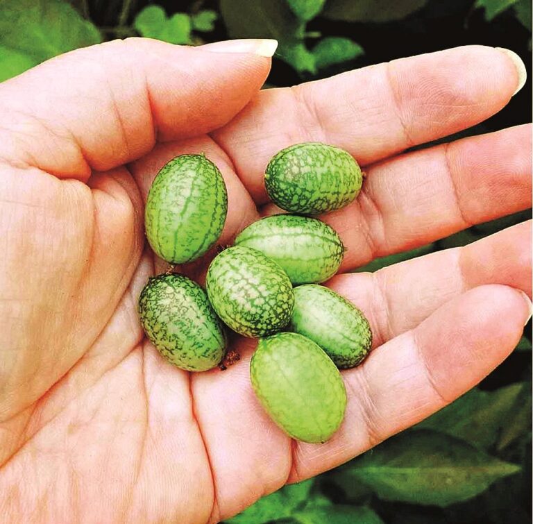 Mexická mini okurka hutná jako klasická okurka s výrazným nádechem citronů nebo limetek.