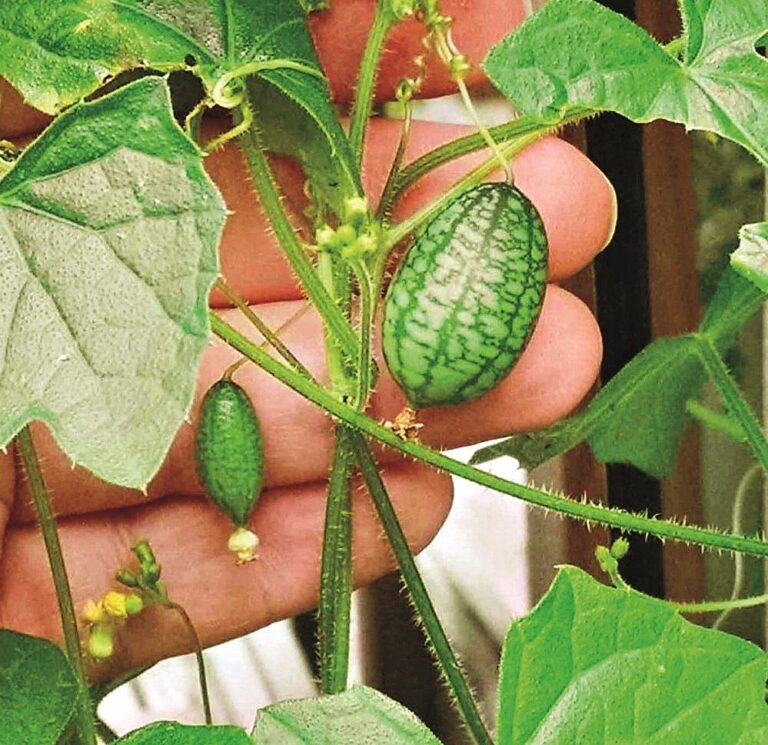 Netradiční alternativy okurek: Mexická mini okurka (Melothria scabra)