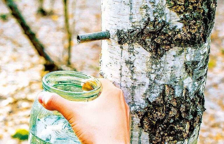 Mízy odeberte jen tolik, aby kmen neuschl.