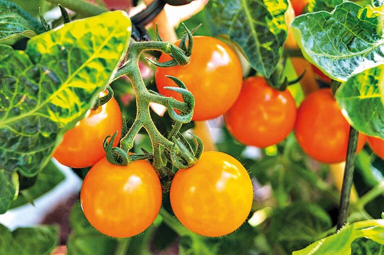 Zajímavé odrůdy tyčkových rajčat: Honeycomb - drobnoplodé oranžové.
