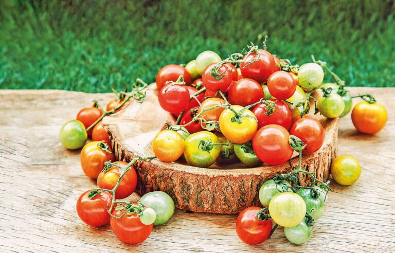 Zajímavé odrůdy tyčkových rajčat: Divoké - Divoké drobnoplodá odrůda odolná proti plísni bramborové.